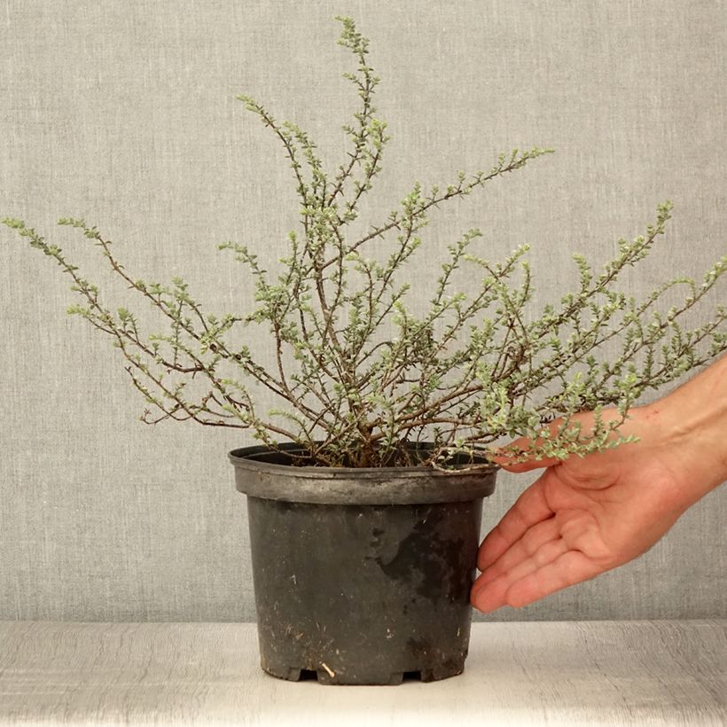 Hebe pimeleoides Quicksilver 3L/4L pot sample as delivered in summer
