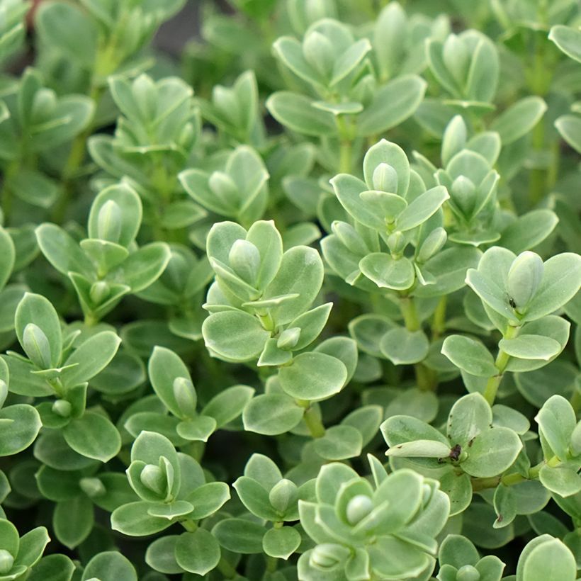 Hebe topiaria - Topiarist's hebe (Foliage)