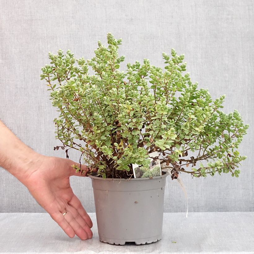 Hebe topiaria - Topiarist's hebe 1.5L/2L pot sample as delivered in summer