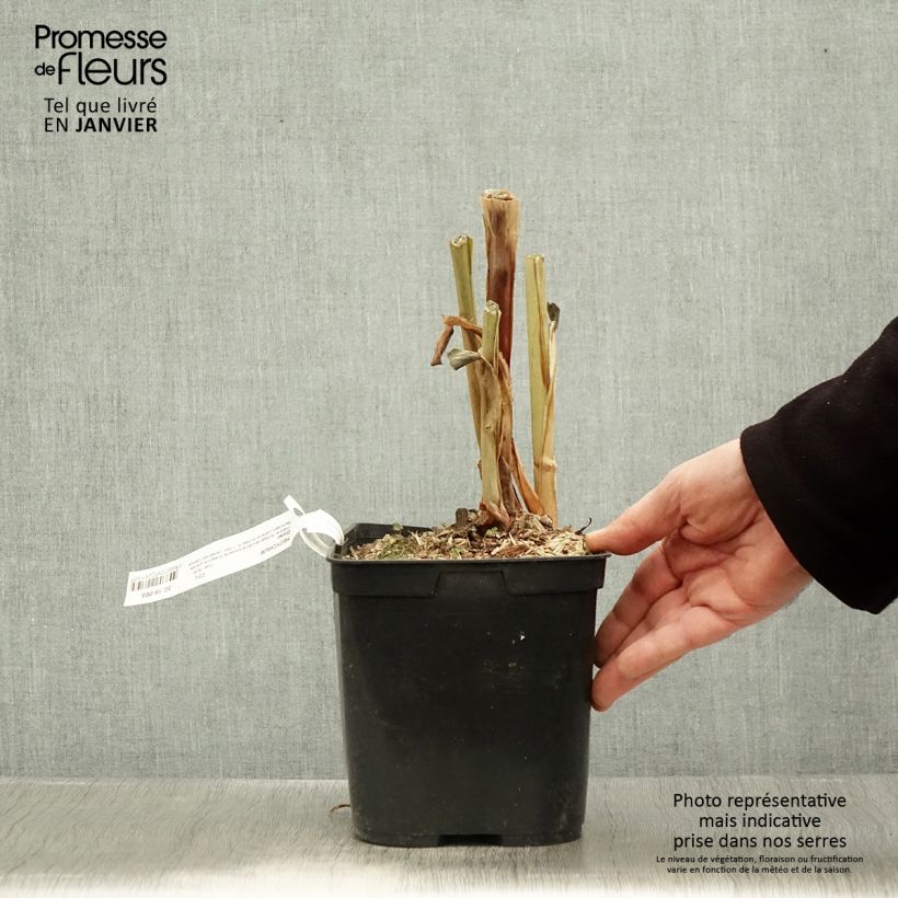 Hedychium Devon Cream 3L/4L pot sample as delivered in winter