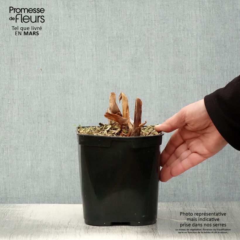 Hedychium Devon Cream 3L/4L pot sample as delivered in spring