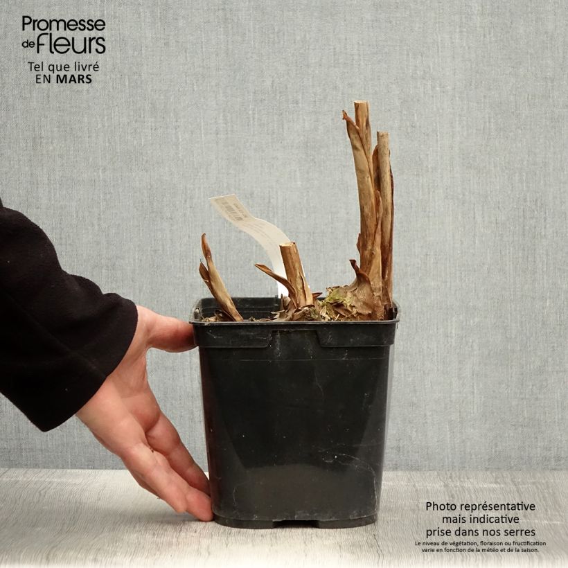 Hedychium coronarium Elizabeth 3L/4L pot sample as delivered in spring