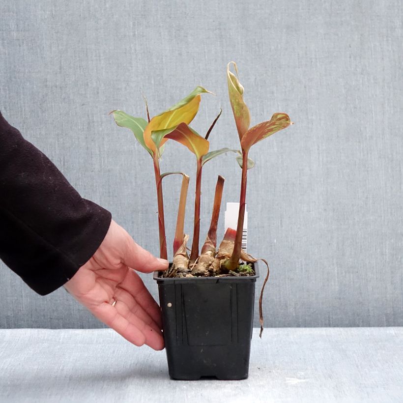 Hedychium greenii - Coral Ginger 1L/1.5L pot sample as delivered in winter
