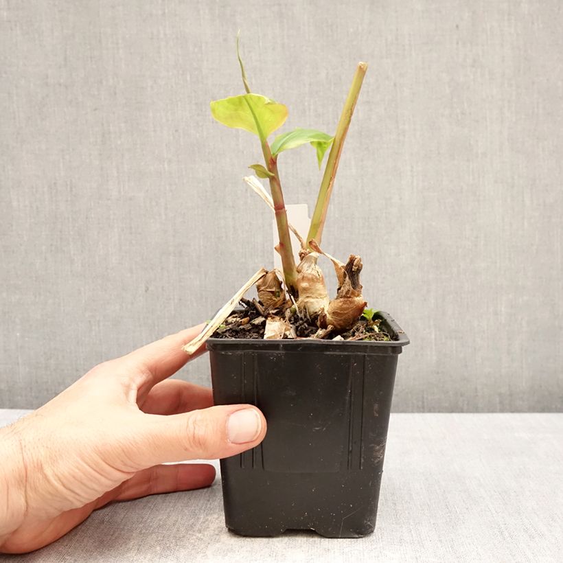 Hedychium greenii - Coral Ginger 1L/1.5L pot sample as delivered in spring