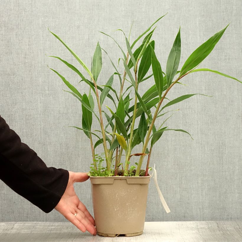 Hedychium villosum var. tenuiflorum 3L/4L pot sample as delivered in autumn