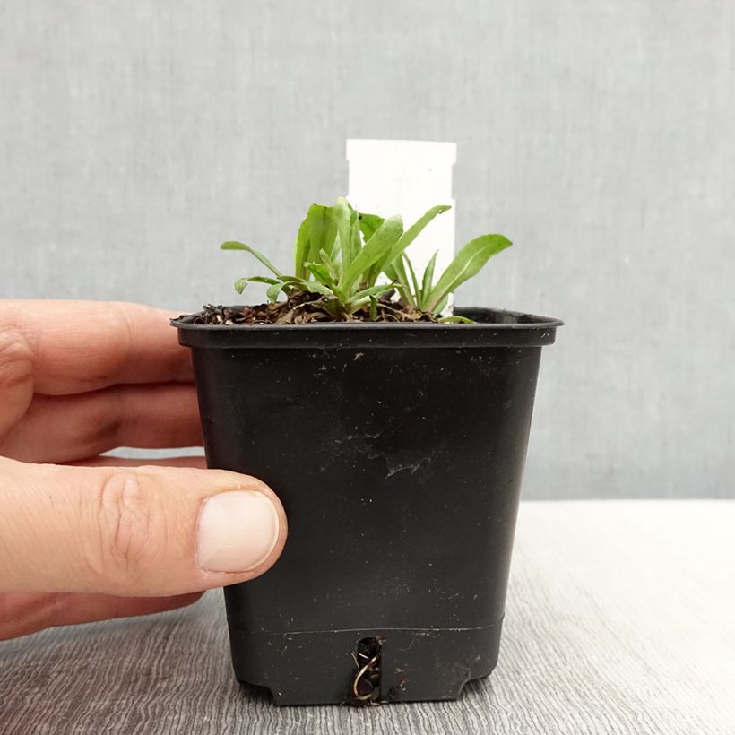 Helenium Helena Rote Tone 8/9 cm pot sample as delivered in spring