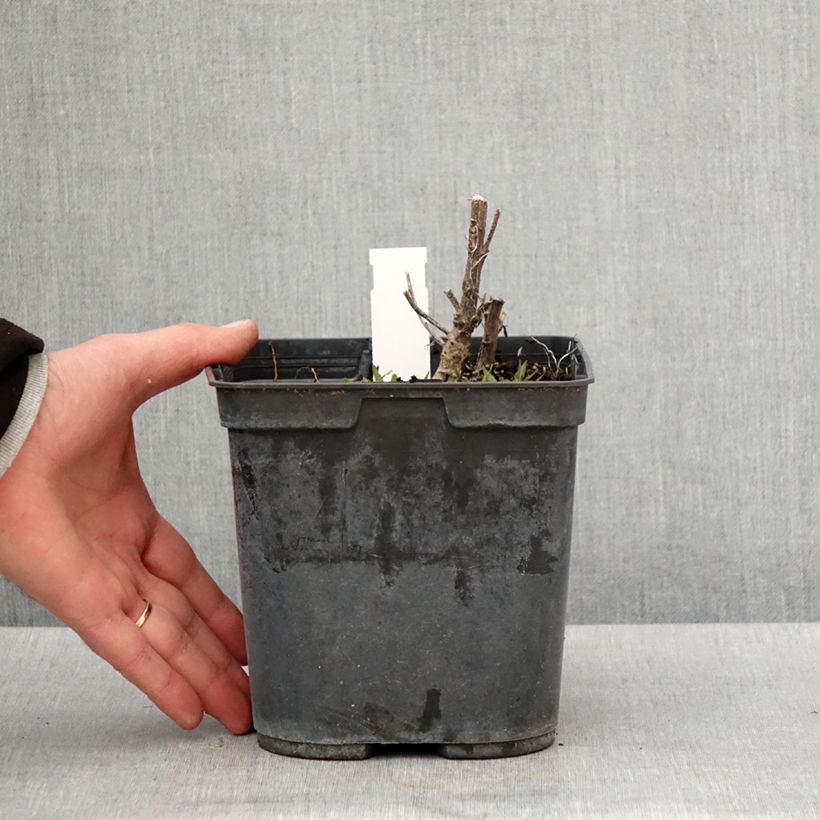 Helenium Double Trouble 2L/3L pot sample as delivered in spring