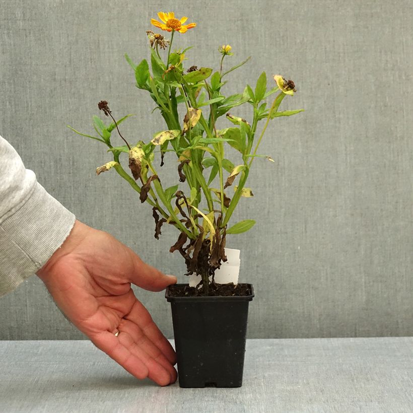 Helenium Fancy Fan 8/9 cm pot sample as delivered in autumn
