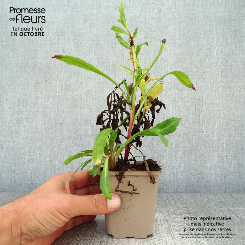 Helenium Flammendes Katchen - Sneezeweed 8/9 cm pot sample as delivered in autumn