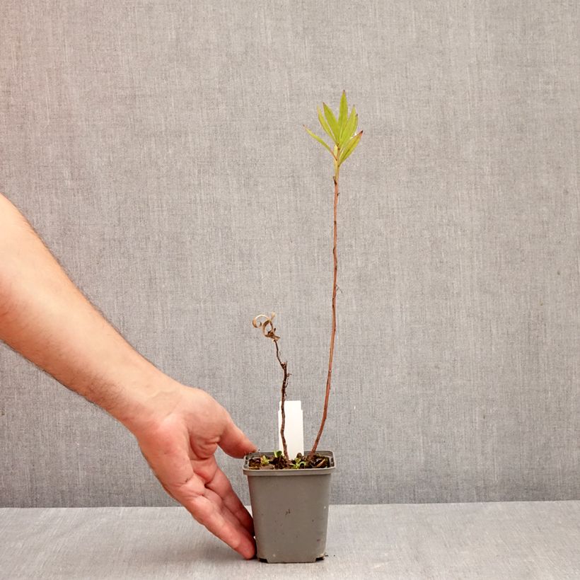 Helenium Flammenspiel 8/9 cm pot sample as delivered in autumn