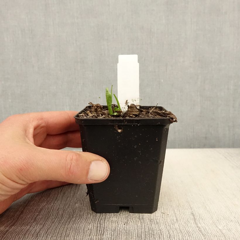 Helenium Kupferzwerg 8/9 cm pot sample as delivered in spring