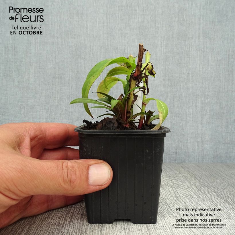 Helenium Poncho 8/9 cm pot sample as delivered in autumn