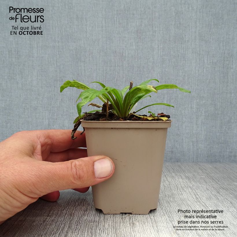 Helenium Potters Wheel 8/9 cm pot sample as delivered in autumn