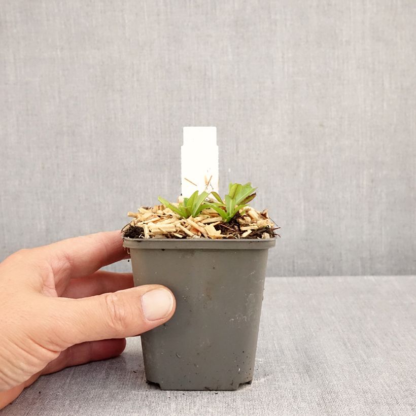 Helenium Mariachi Ranchera 8/9 cm pot sample as delivered in autumn