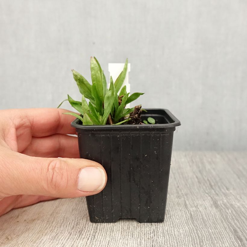 Helenium Red Jewel 8/9 cm pot sample as delivered in spring