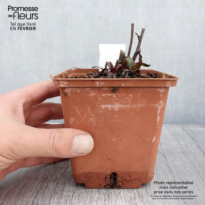 Helenium Sahins Early Flowerer 1.5L/2L pot sample as delivered in winter