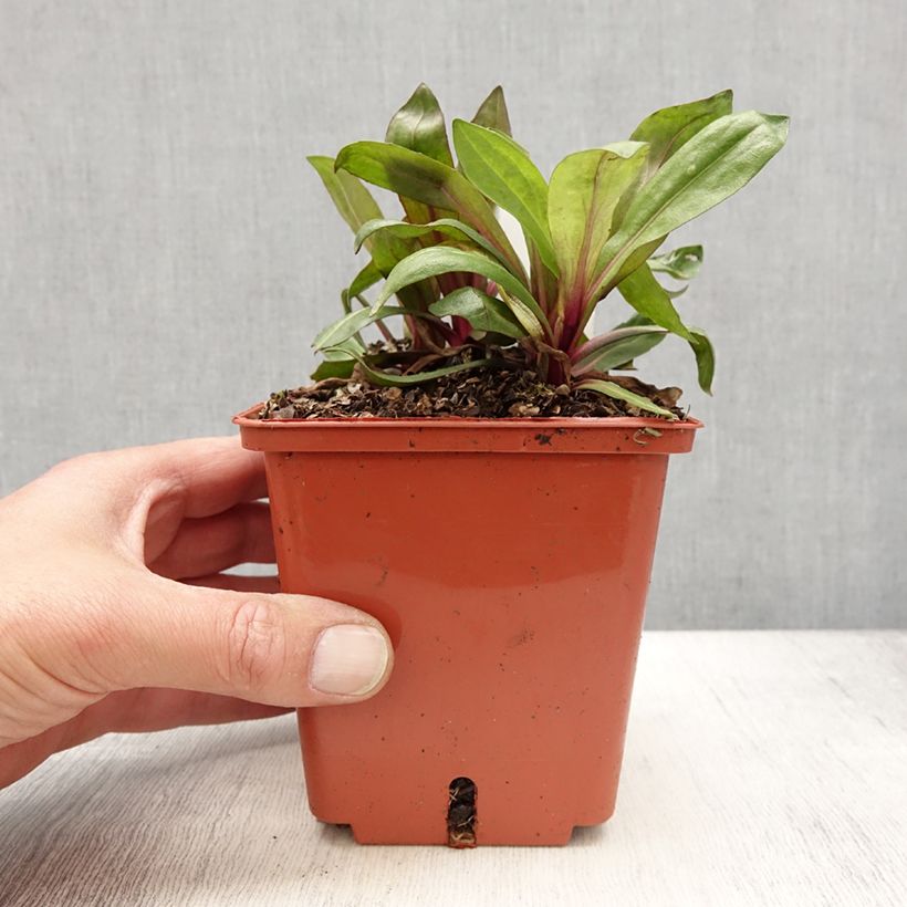 Helenium Sahins Early Flowerer 1.5L/2L pot sample as delivered in spring