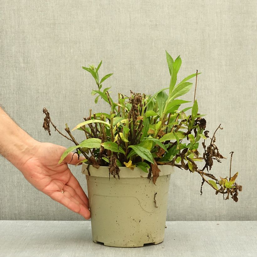 Helenium autumnale Short and Sassy 3L/4L pot sample as delivered in autumn