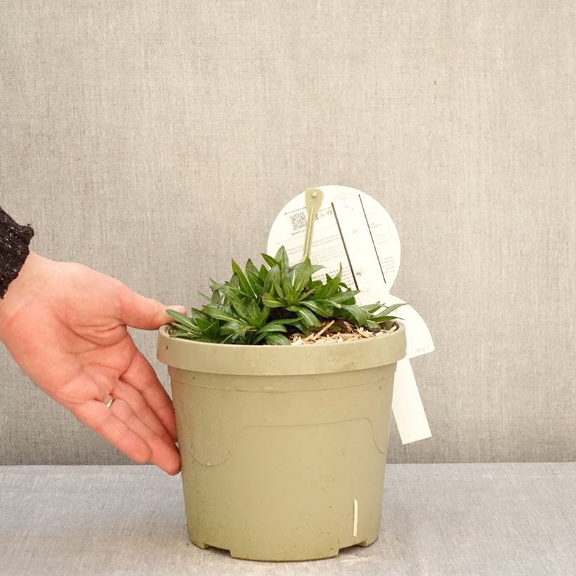 Helenium autumnale Short and Sassy 3L/4L pot sample as delivered in winter