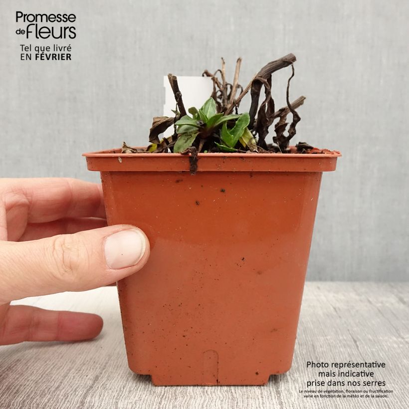 Helenium autumnale Short and Sassy 1L/1.5L pot sample as delivered in winter