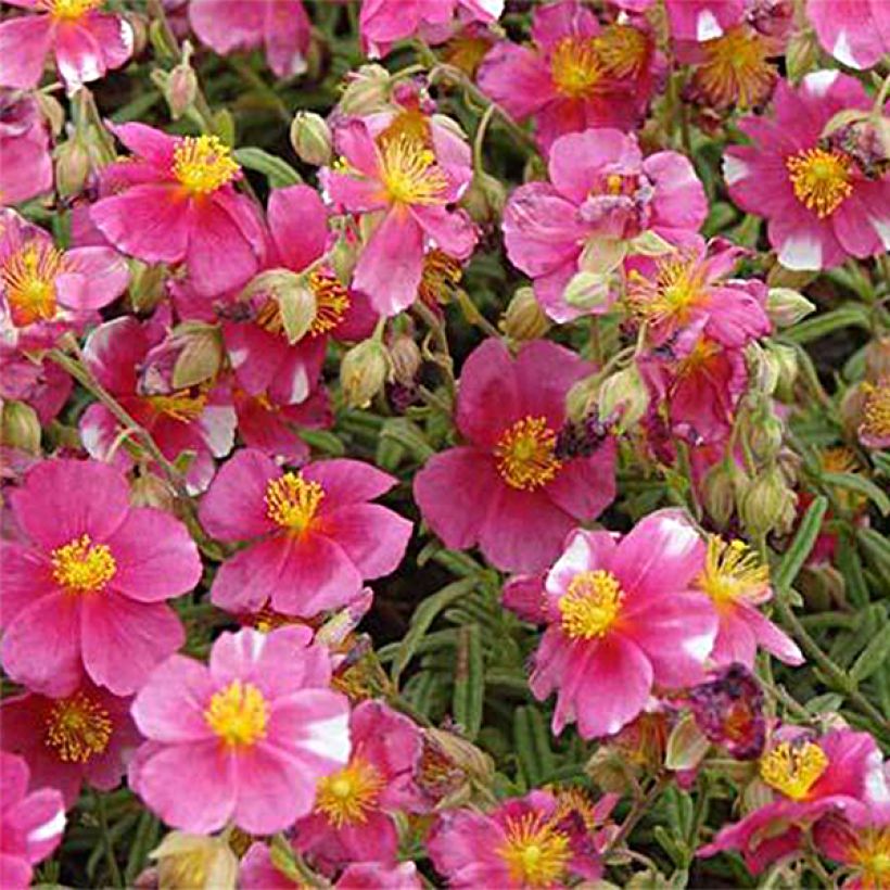 Helianthemum Raspberry Ripple - Rock Rose (Flowering)