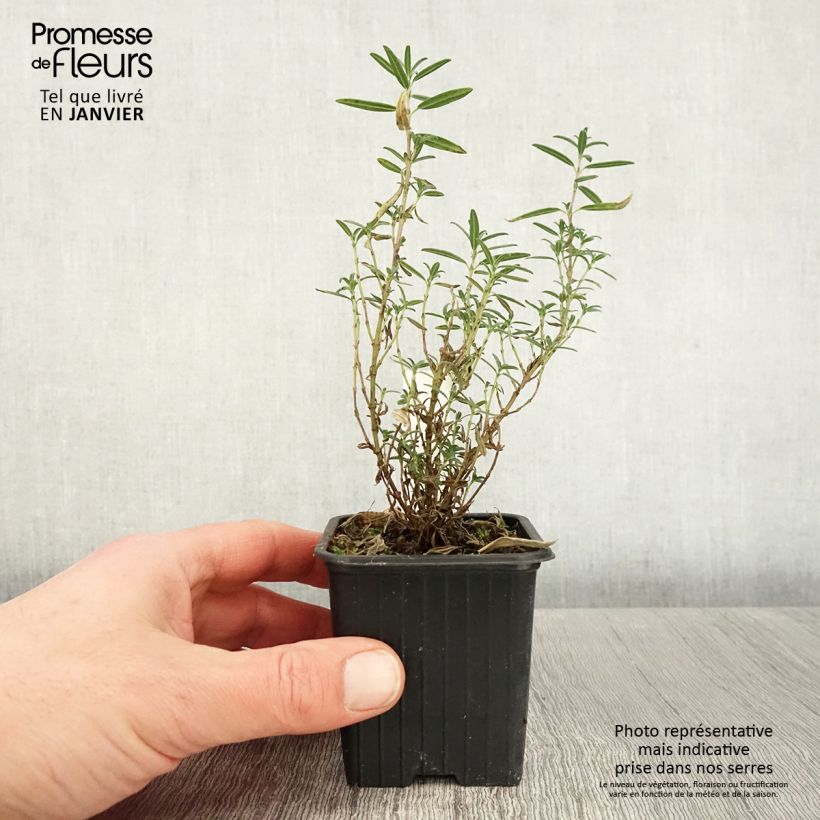 Helianthemum apenninum - Rock Rose 8/9 cm pot sample as delivered in winter