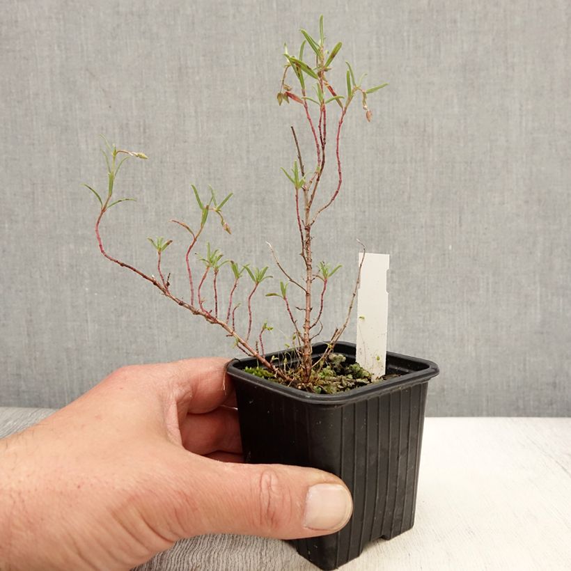 Helianthemum apenninum - Rock Rose 8/9 cm pot sample as delivered in spring