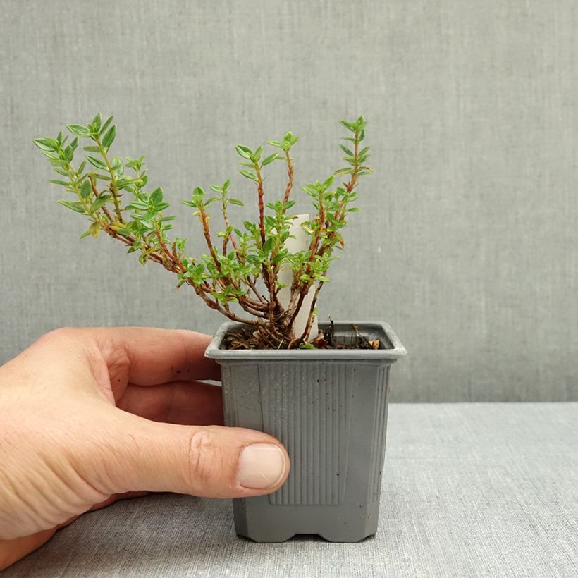 Helianthemum Ben Alder - Rock Rose 8/9 cm pot sample as delivered in autumn