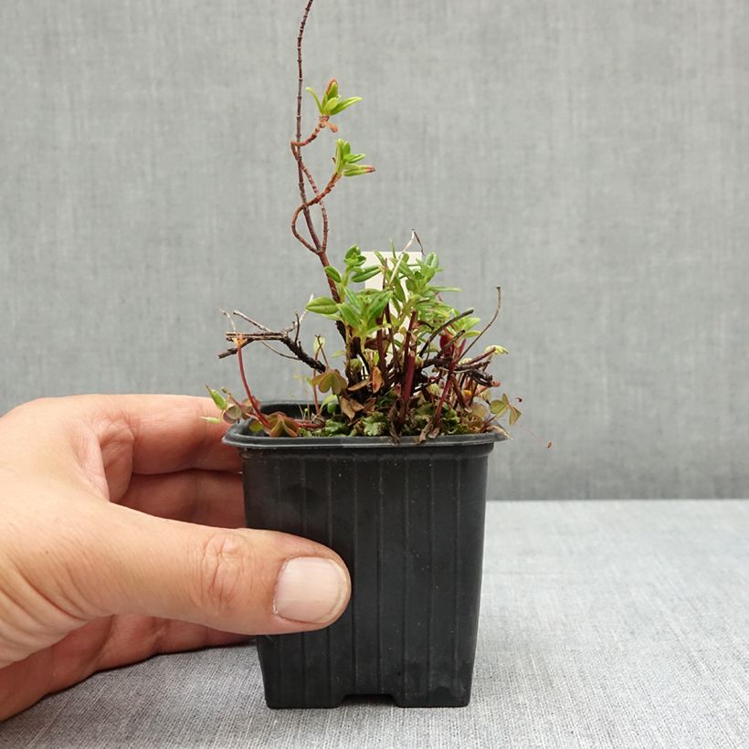 Helianthemum Ben Alder - Rock Rose 8/9 cm pot sample as delivered in summer