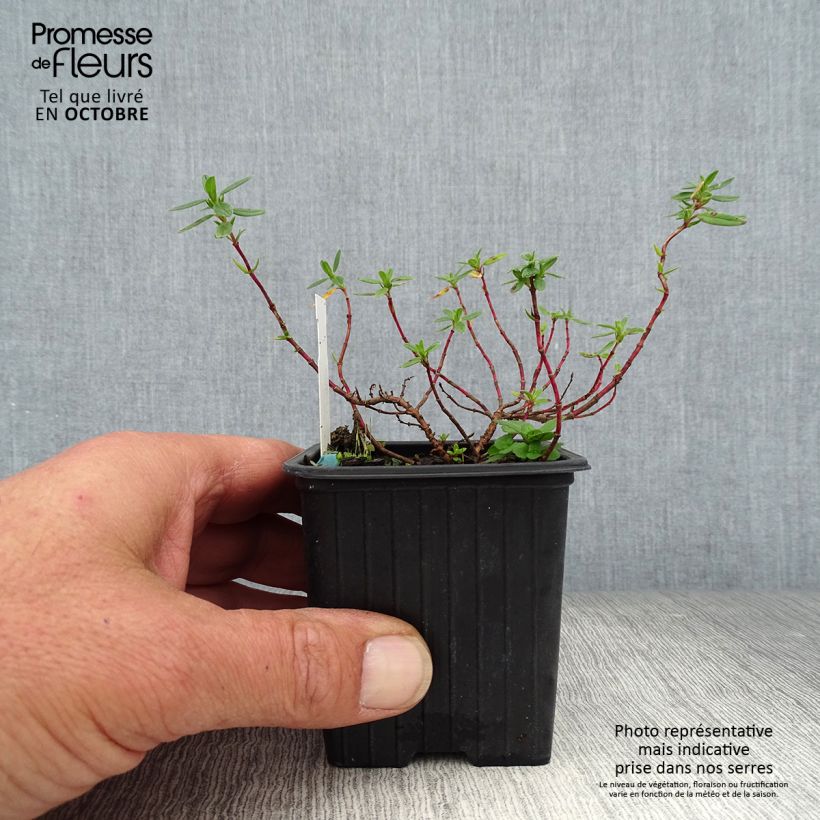 Helianthemum Bronzeteppich - Rock Rose 8/9 cm pot sample as delivered in autumn
