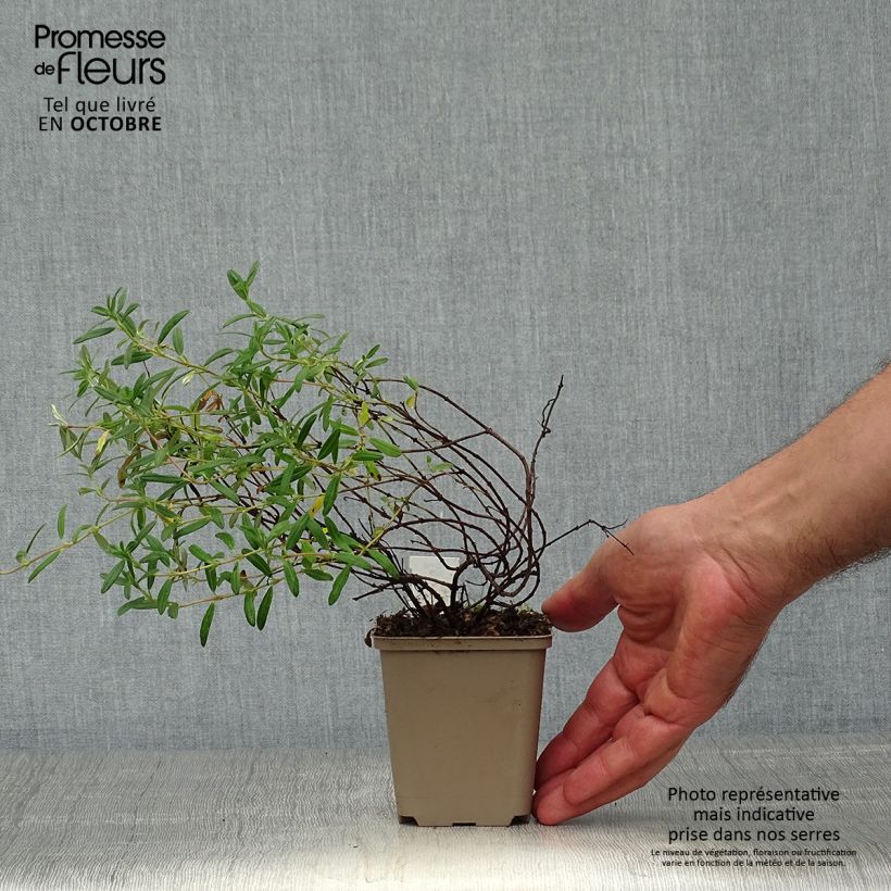Helianthemum Cerise Queen - Rock Rose 8/9 cm pot sample as delivered in autumn