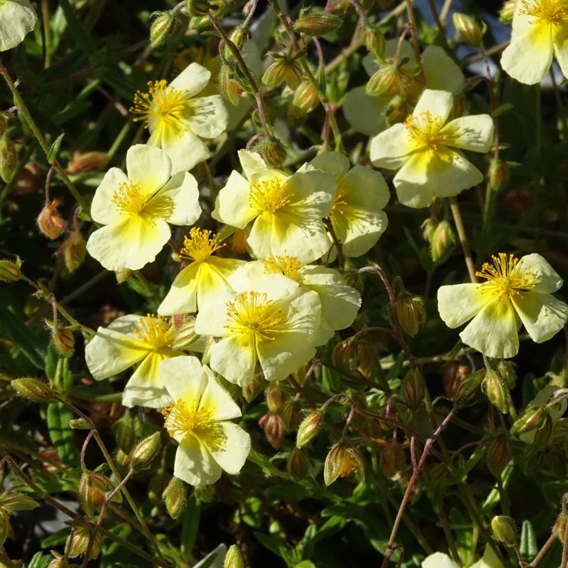 Helianthemum Elfenbeinglanz - Rock Rose (Flowering)