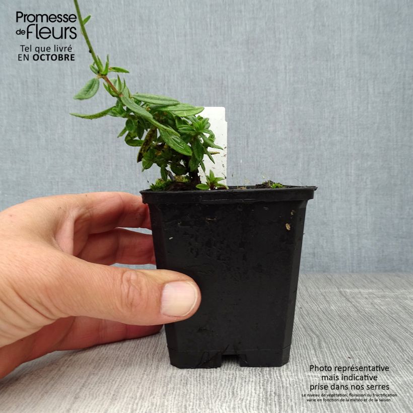 Helianthemum Elfenbeinglanz - Rock Rose 8/9 cm pot sample as delivered in autumn