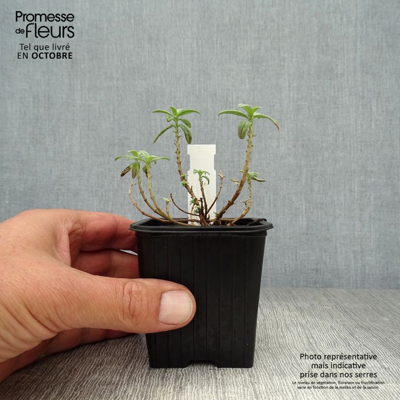 Helianthemum Fire Dragon - Rock Rose 8/9 cm pot sample as delivered in autumn