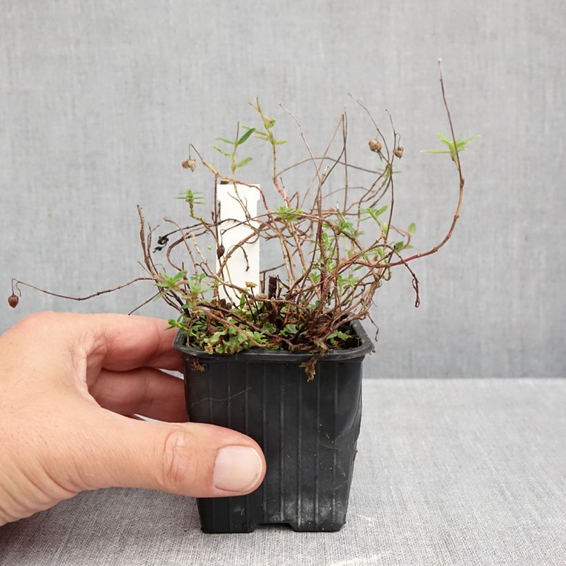 Helianthemum nummularium - Rock Rose 8/9 cm pot sample as delivered in autumn