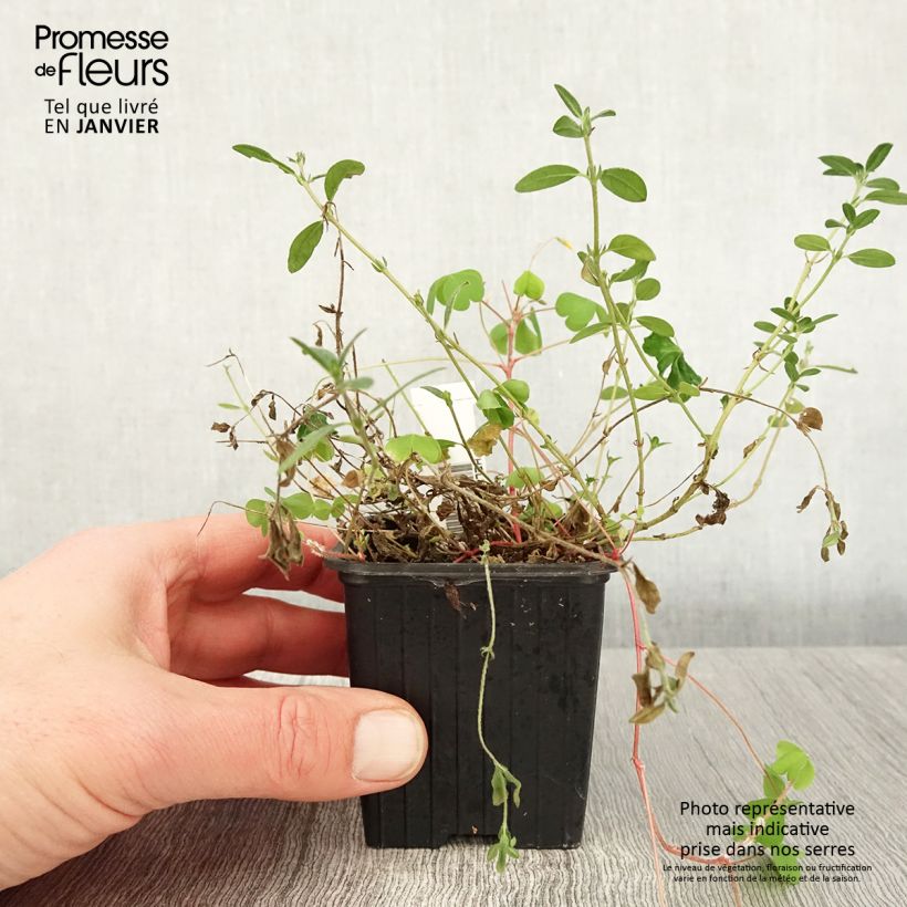 Helianthemum nummularium - Rock Rose 8/9 cm pot sample as delivered in winter