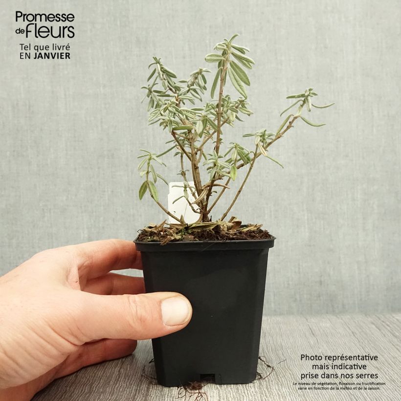 Helianthemum Rhodanthe Carneum - Rock Rose 8/9 cm pot sample as delivered in winter