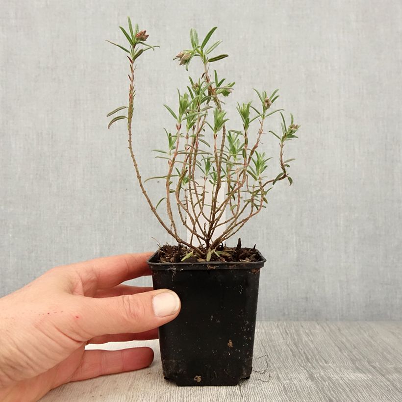 Helianthemum Supreme - Rock Rose 8/9 cm pot sample as delivered in spring