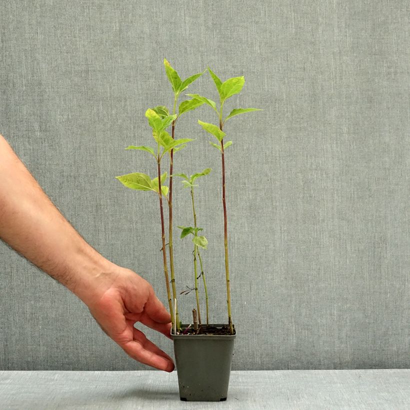 Helianthus decapetalus Flore Plenus 8/9 cm pot sample as delivered in summer