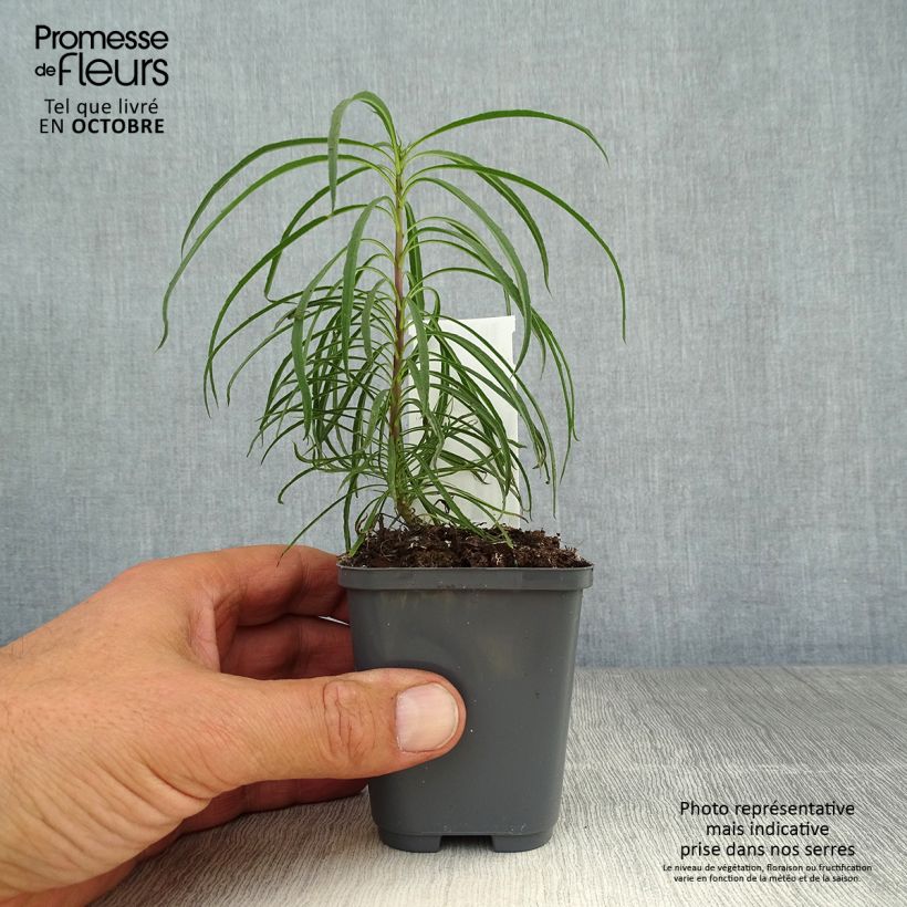Helianthus salicifolius 8/9 cm pot sample as delivered in autumn