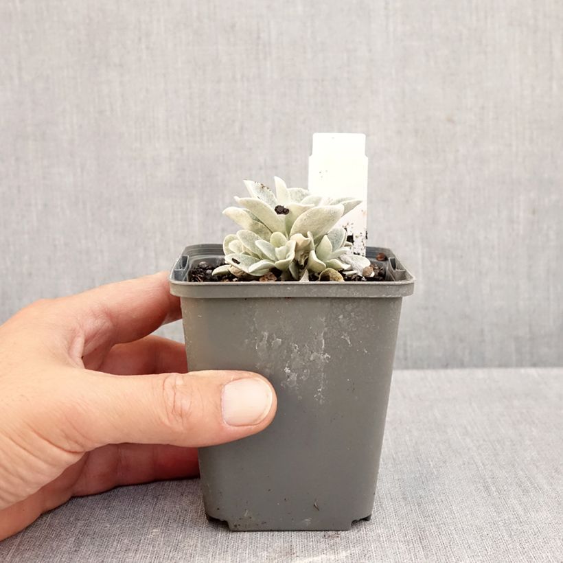 Helichrysum amorginum Ruby Cluster 8/9 cm pot sample as delivered in autumn