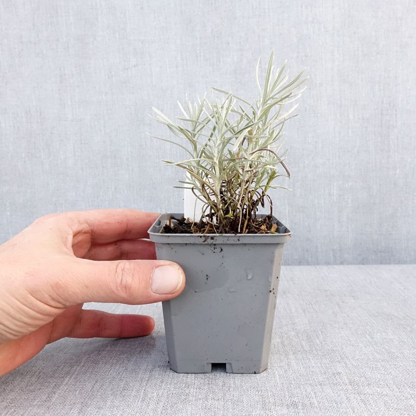 Helichrysum angustifolium 8/9 cm pot sample as delivered in winter