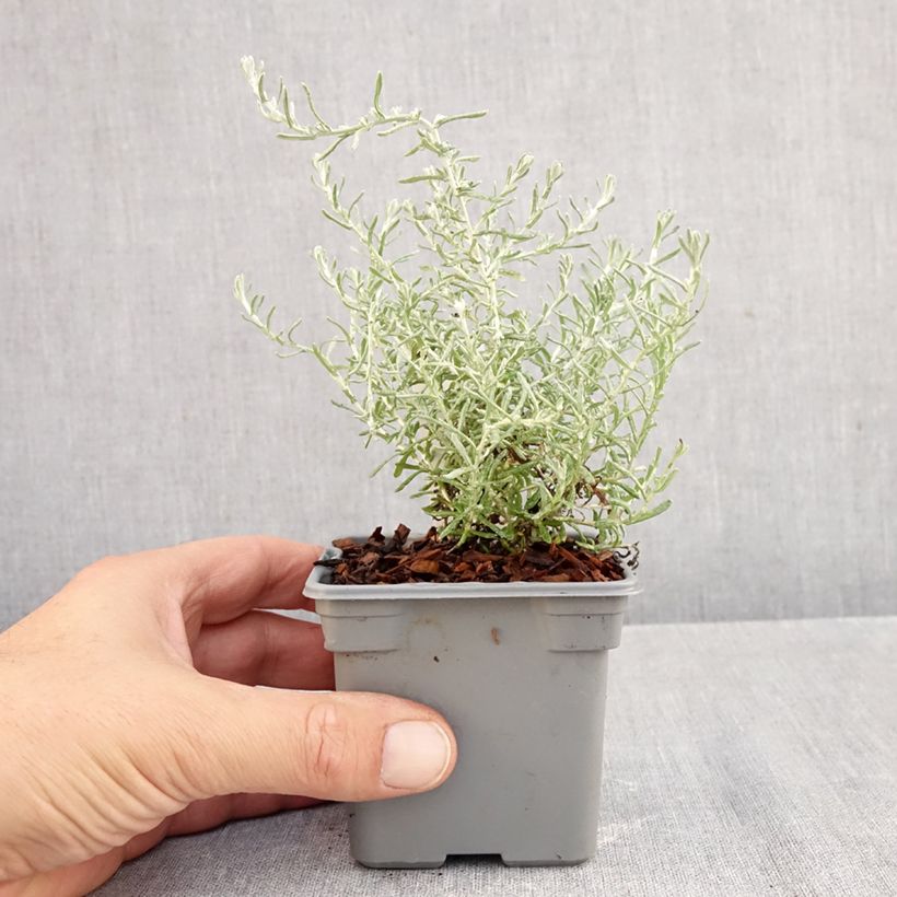 Helichrysum italicum subsp. microphyllum Aladin 8/9 cm pot sample as delivered in autumn