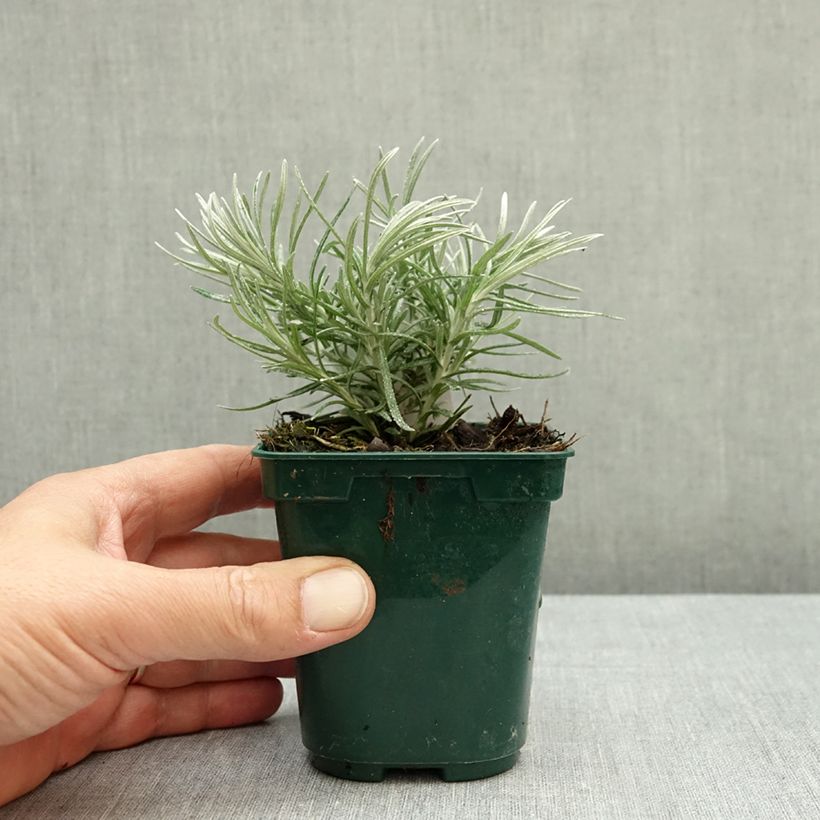 Helichrysum italicum Weisses Wunder 8/9 cm pot sample as delivered in autumn