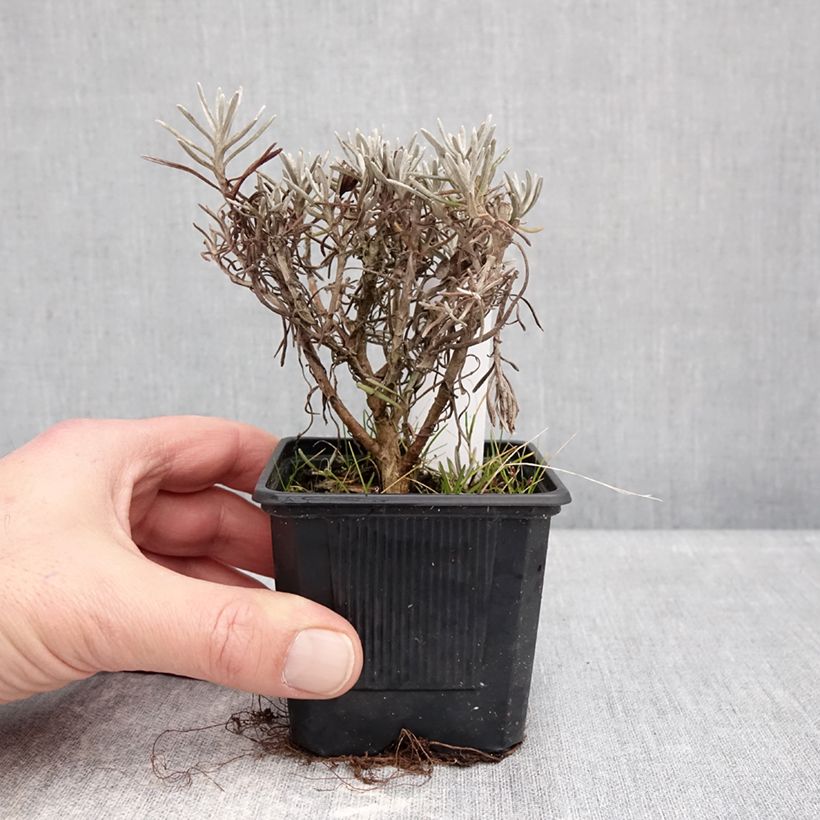 Helichrysum italicum Weisses Wunder 8/9 cm pot sample as delivered in winter