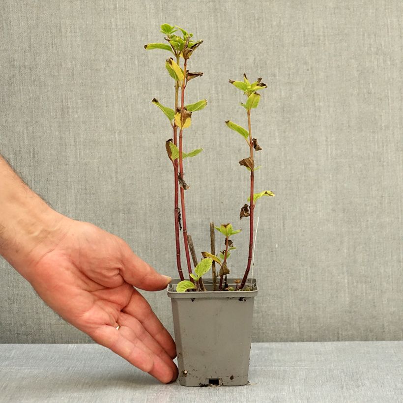 Heliopsis helianthoides Asahi 8/9 cm pot sample as delivered in summer