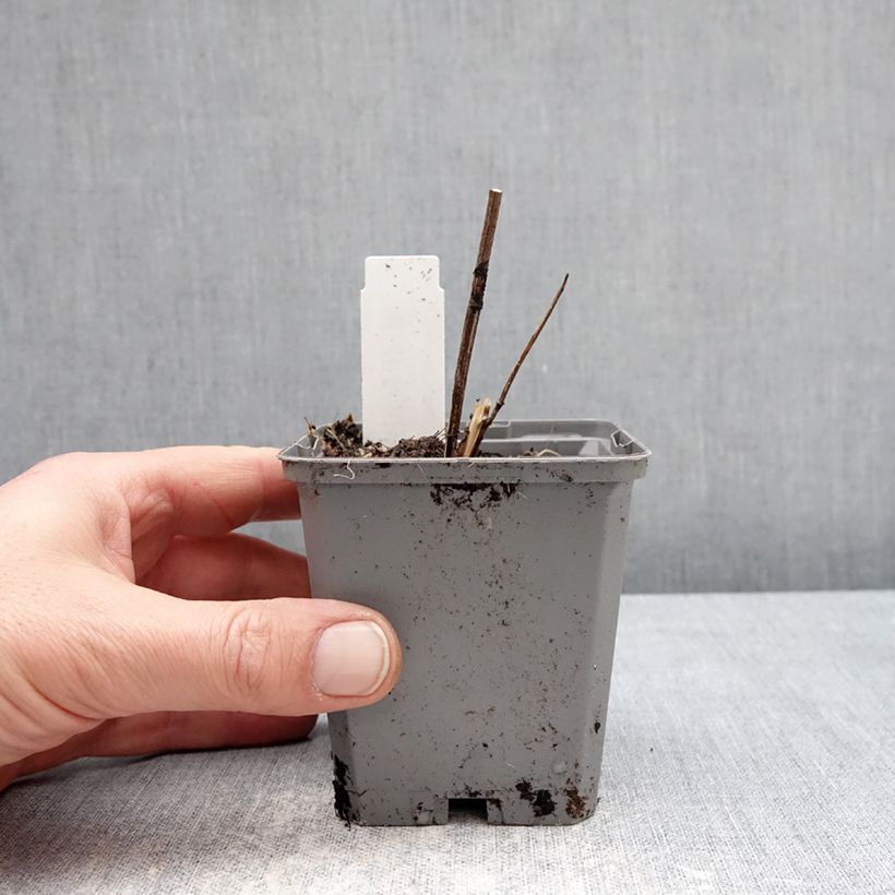 Heliopsis helianthoides Asahi 8/9 cm pot sample as delivered in winter