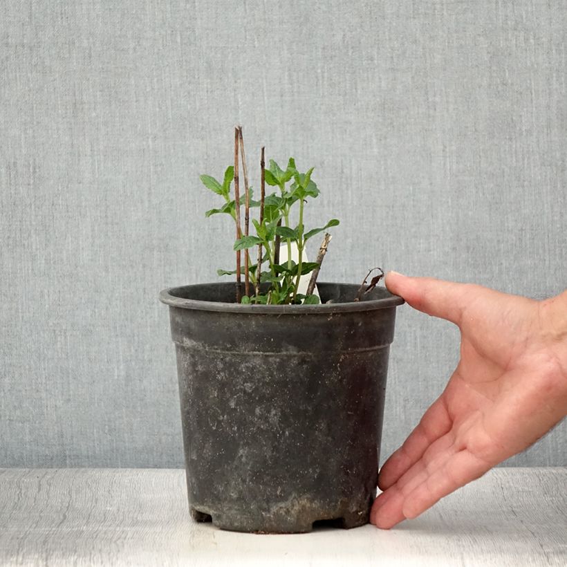 Heliopsis helianthoides Asahi 2L/3L pot sample as delivered in summer