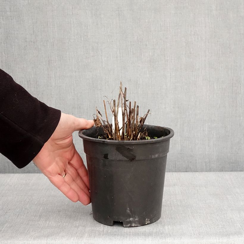 Heliopsis helianthoides Asahi 2L/3L pot sample as delivered in winter