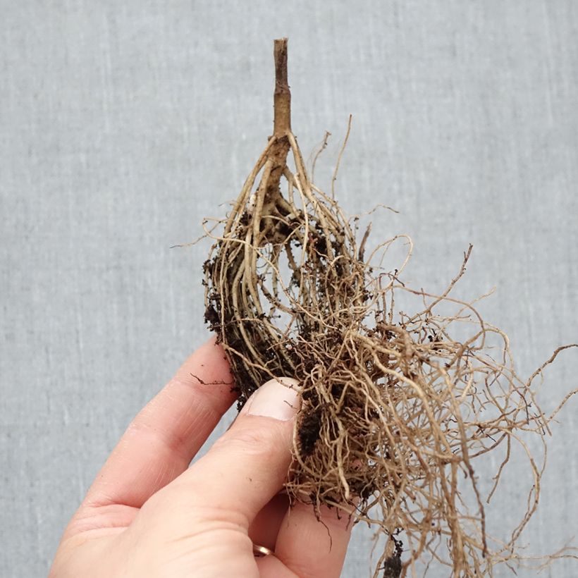 Heliopsis helianthoides Asahi Bare root sample as delivered in winter